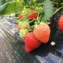 북촌농장 이미지