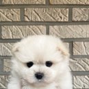 드림독 강아지고양이 안심분양센터 평택점 네이버블로그