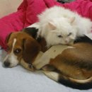 룰루랄라 이미지