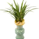 GreenFlower