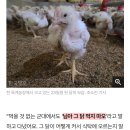 닭달치킨 이미지