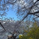 낙동강 벚꽃축제 푸드존 이미지