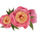 지솔블러썸 (Jisol blossom)
