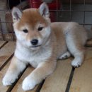 귀여워 강아지 이미지