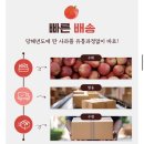 건강세상골드 | 싱싱보따리 국내산 썸머킹 사과 시나노골드 맛도리 아오리사과 후기