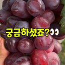 추석 명절 부모님 선물 추천! 당도 최고 프리미엄 홍옌 포도
