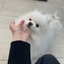 베리굿동물병원 네이버블로그