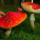 판교로256번길 이미지