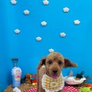 푸드르르 이미지