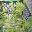 남사-10 | 남사화훼단지 에르베 플라워 분갈이 및 화분 구매 후기