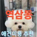 마이뷰티독 | [역삼동 애견미용] 마이뷰티독 강남점: 미용 스트레스 없는 비결 추천(단골 인증 후기)