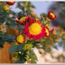 복룡동 시민문화공원 이미지