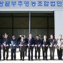 땅끝부추