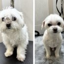 GS25둔산을지점 | 말티즈미용 사랑스러운 '애기'의 변신! 대전애견미용 도미에르펫 전체 클리핑 &amp; 알머리컷