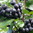 아로니아 이미지