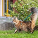 The Cats & Dog 이미지