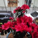 아젤리아 이미지