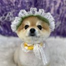 냥이를 사랑하는 멍멍이 이미지