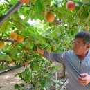 애프리코트(APRICOT) 이미지