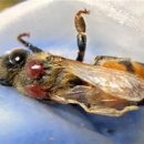 대한가축약품 이미지