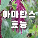 아마란스 이미지