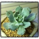 크로키아 이미지