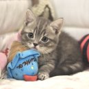 탑골로37번길(3-244) | 벌교고양이분양 고민 끝! 믿을 수 있는 가정묘 분양처