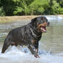 서동물병원 이미지