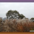 월평공원 습지길 이미지