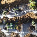 순만농장 이미지