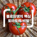 불로장생의 핵심 토마토의 비밀 이미지