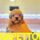 파주켄넬 이미지