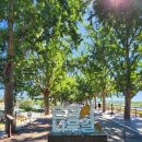 염치읍 은행나무길 이미지