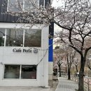 다송초등학교 | 부산 사하구 다대포 | 숨은 벚꽃 명소 애견동반 카페 내돈내산 - 페를리