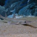 바다 FISH 이미지