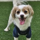 허니바우 이미지