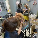 강남애니펫샵 이미지