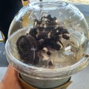 컴포즈커피 파주맥금동버스종점점 이미지