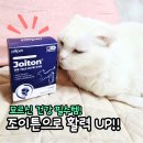조이화학 | 고양이 관절영양제 추천, 노령묘 관절염 슬개골 관리 필펫 조이튼!