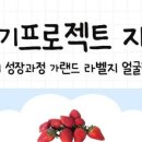 은이딸기 이미지