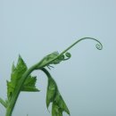 호박넝쿨 이미지