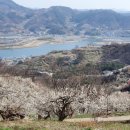 매화마트 이미지