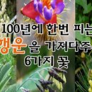 100년에 한번 피는 행운꽃 이미지