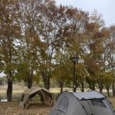 송호관광지 | 대전 근교 캠핑장 추천 영동 송호관광지 사이트 크기