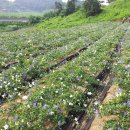 이해수농장2 이미지