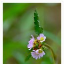 불암초등학교 이미지