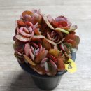 수연슈퍼 이미지