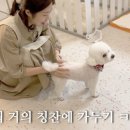 마릴린펫 이미지