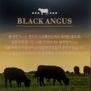 블랙앵거스 (목동/신정) 미국의 최고급 (=한우) 소고기 판매점 방문 후기