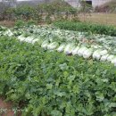 장미네농장 이미지